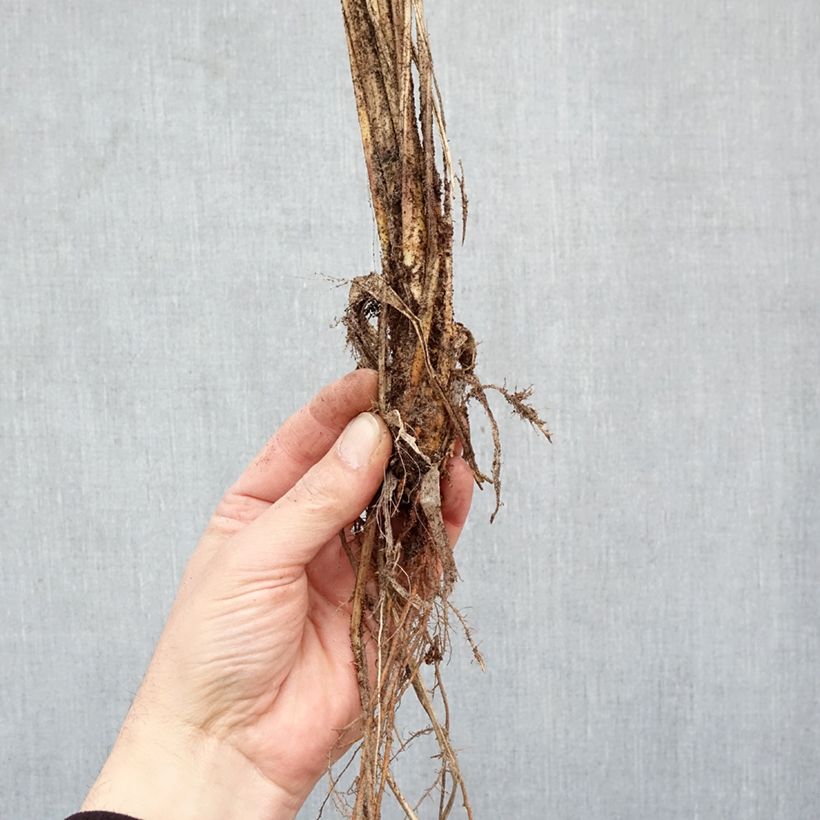 Exemplar von Lampenputzergras Red Head - Pennisetum alopecuroïdes Wurzelnackt wie im Winter geliefert