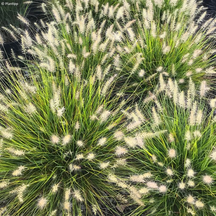 Lampenputzergras Lumen Gold - Pennisetum alopecuroides (Flowering)