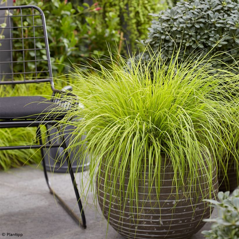 Lampenputzergras Lumen Gold - Pennisetum alopecuroides (Plant habit)
