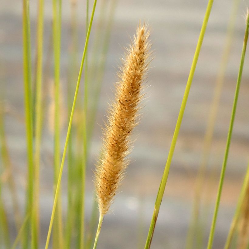 Afrikanisches Lampenputzergras - Pennisetum macrourum (Flowering)