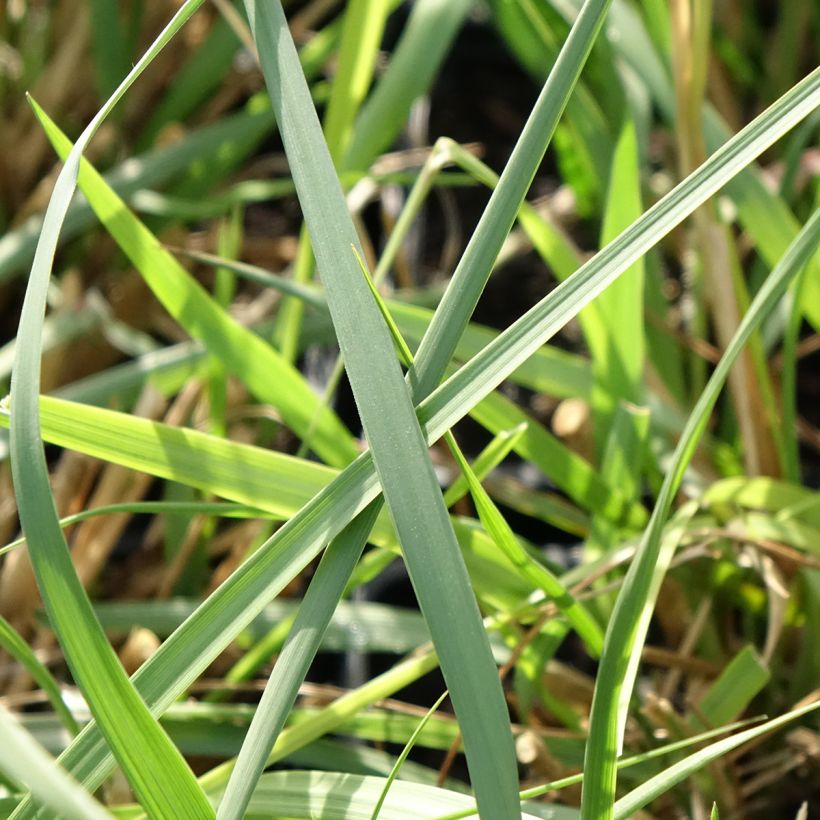Afrikanisches Lampenputzergras White Lancer - Pennisetum macrourum (Laub)