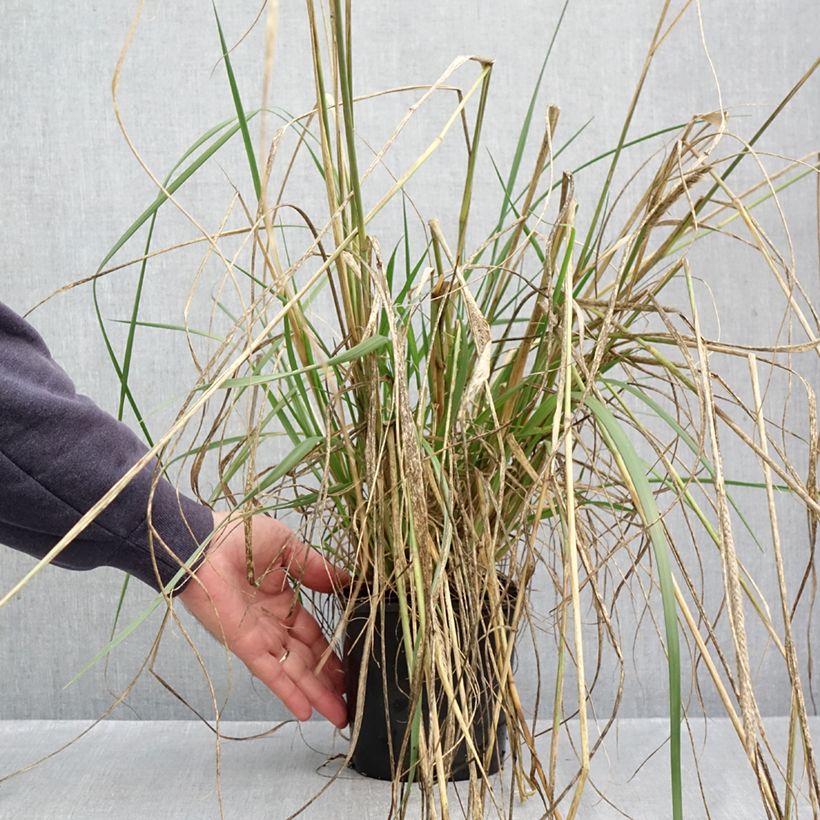 Exemplar von Afrikanisches Lampenputzergras White Lancer - Pennisetum macrourum Topf mit 1,5L/2L wie im Herbst geliefert