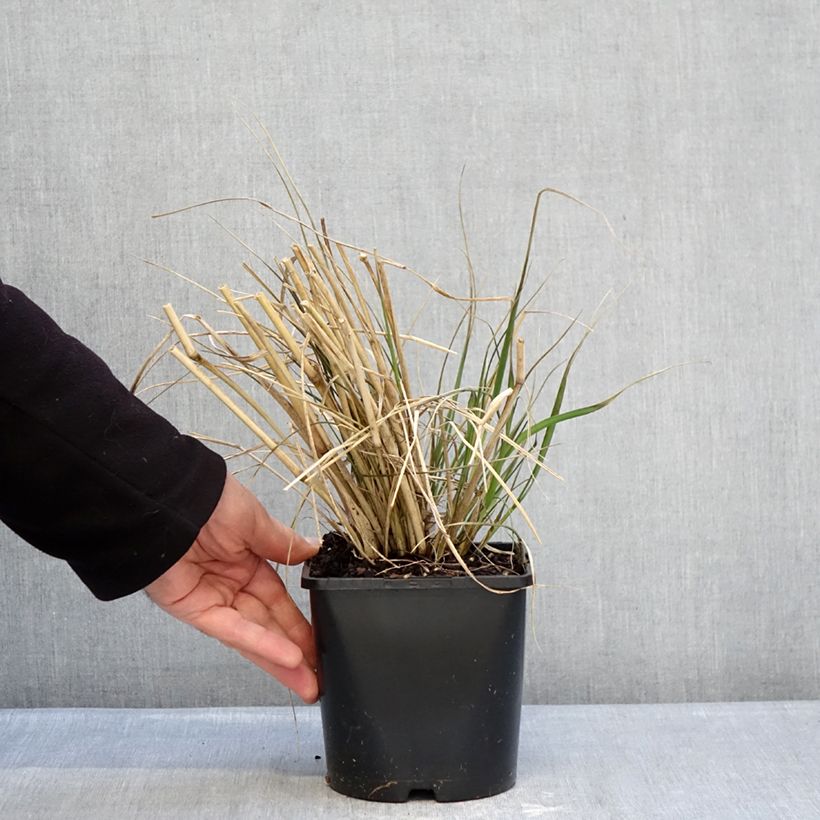 Exemplar von Afrikanisches Lampenputzergras White Lancer - Pennisetum macrourum Topf mit 1,5L/2L wie im Winter geliefert