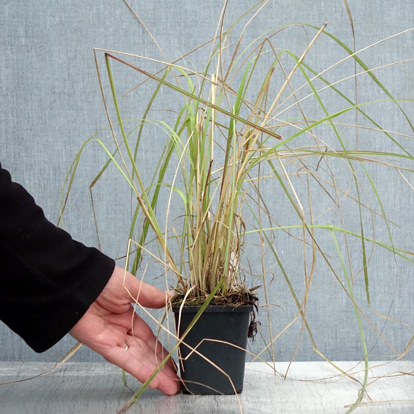 Example of Lampenputzergras Red Bunny Tail - Pennisetum massaicum Kleine Töpfe von 8/9 cm as you get in automne