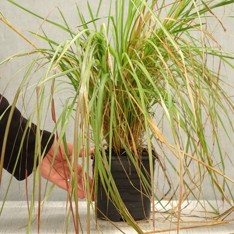 Example of Lampenputzergras Red Bunny Tail - Pennisetum massaicum Topf mit 2L/3L as you get in automne