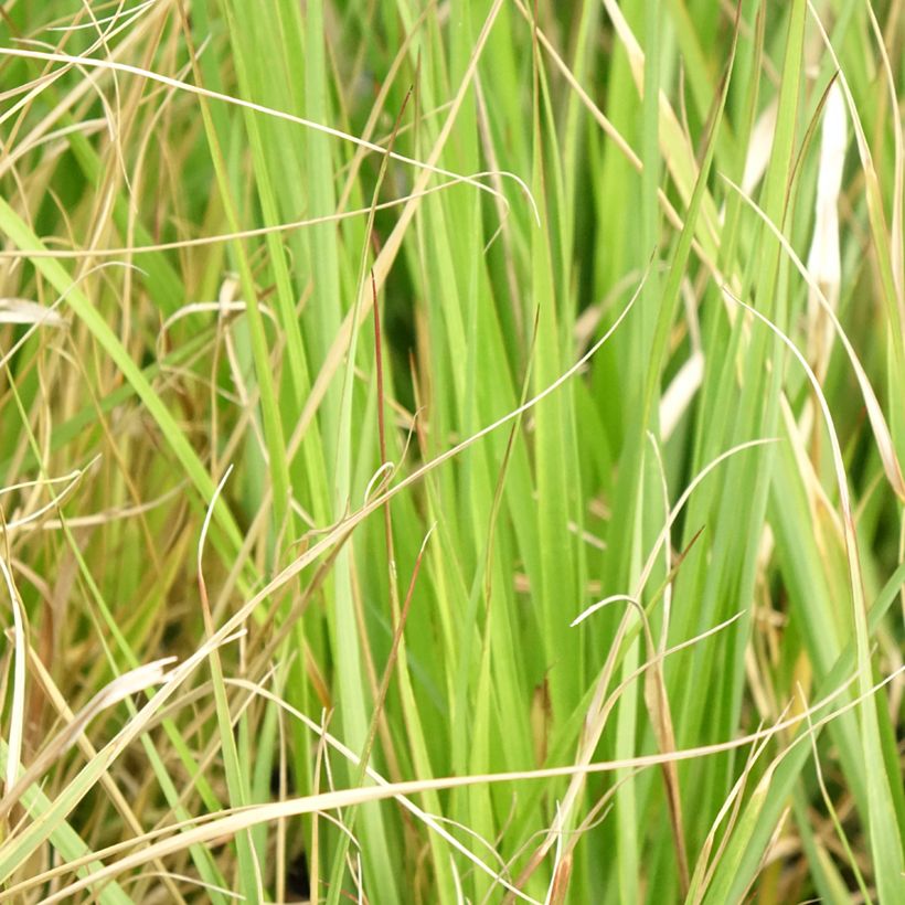 Lampenputzergras Red Button - Pennisetum massaicum (Foliage)
