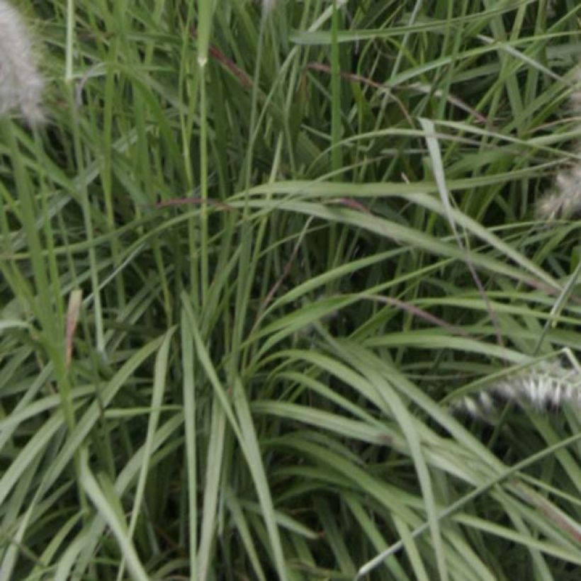 Orientalisches Lampenputzergras - Pennisetum orientale (Foliage)