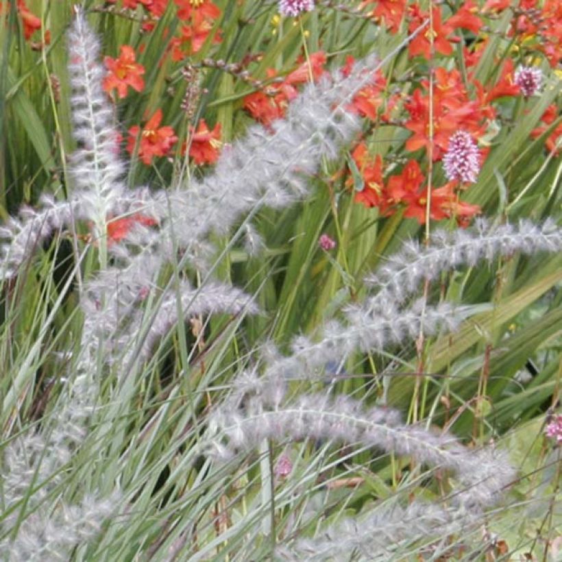 Orientalisches Lampenputzergras - Pennisetum orientale (Flowering)