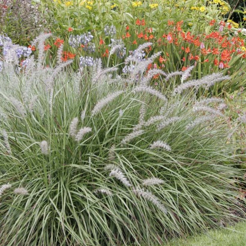 Orientalisches Lampenputzergras - Pennisetum orientale (Plant habit)