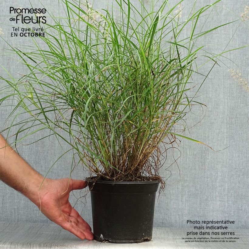 Example of Orientalisches Lampenputzergras - Pennisetum orientale Topf mit 2L/3L as you get in automne