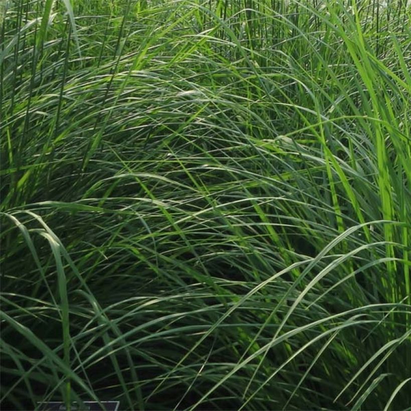 Orientalisches Lampenputzergras Fairy Tails - Pennisetum orientale (Foliage)
