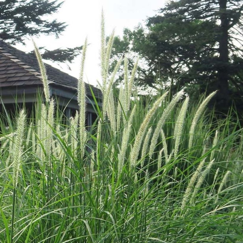 Orientalisches Lampenputzergras Fairy Tails - Pennisetum orientale (Flowering)