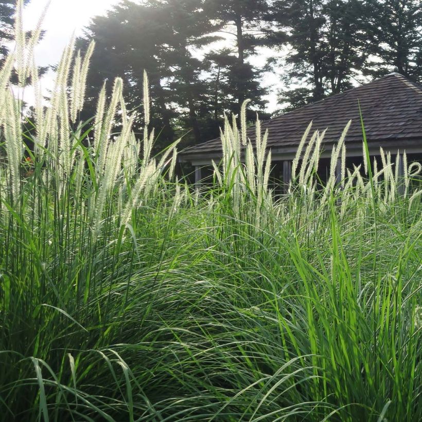 Orientalisches Lampenputzergras Fairy Tails - Pennisetum orientale (Plant habit)