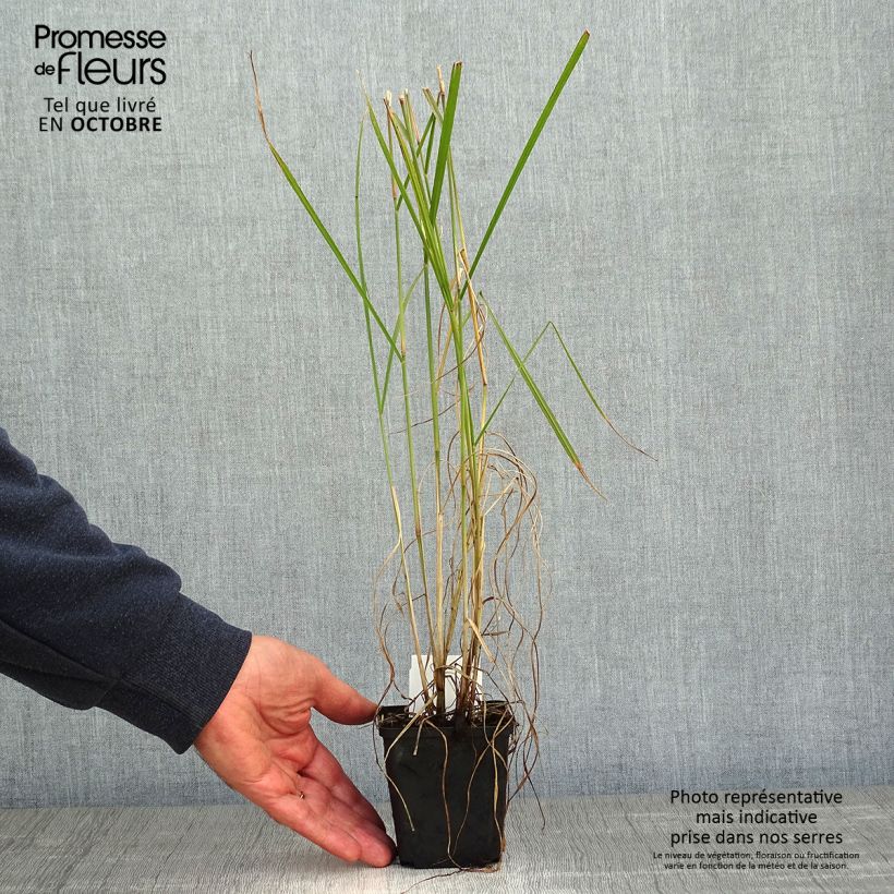 Example of Orientalisches Lampenputzergras Fairy Tails - Pennisetum orientale Kleine Töpfe von 8/9 cm as you get in automne