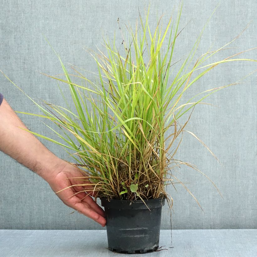 Exemplar von Orientalisches Lampenputzergras Fairy Tails - Pennisetum orientale Topf mit 2L/3L wie im Sommer geliefert