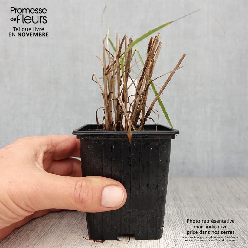 Example of Orientalisches Lampenputzergras JS Dance With Me - Pennisetum orientale Kleine Töpfe von 8/9 cm as you get in automne