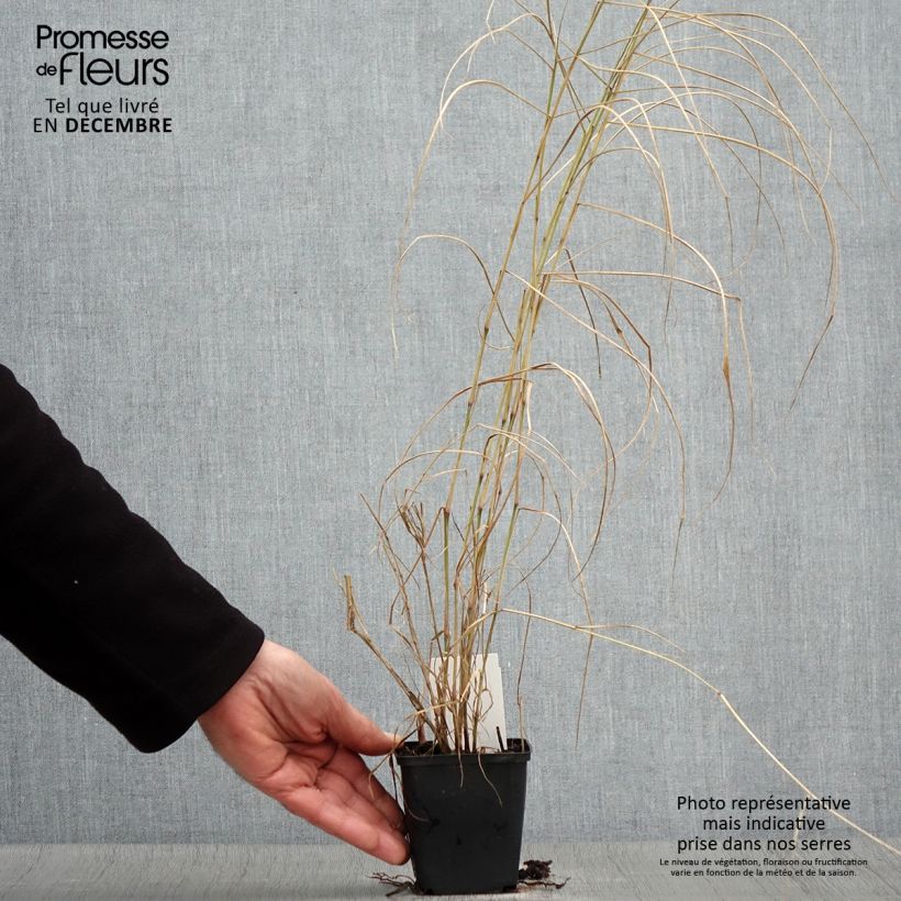 Example of Orientalisches Lampenputzergras Karley Rose - Pennisetum orientale Kleine Töpfe von 8/9 cm as you get in automne