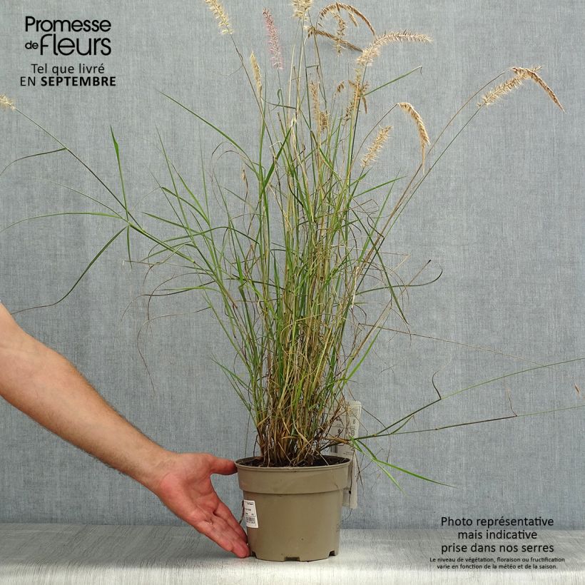 Example of Orientalisches Lampenputzergras Karley Rose - Pennisetum orientale Topf mit 2L/3L as you get in ete
