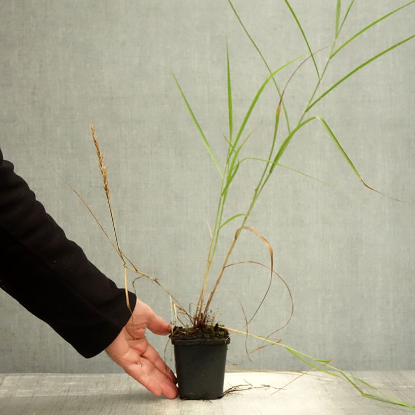 Example of Orientalisches Lampenputzergras Shogun - Pennisetum orientale Kleine Töpfe von 8/9 cm as you get in automne