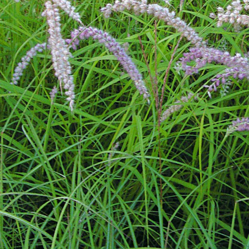 Orientalisches Lampenputzergras Tall Tails - Pennisetum orientale (Foliage)