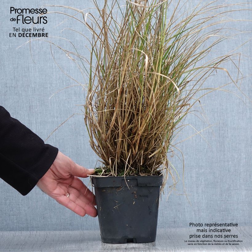 Example of Orientalisches Lampenputzergras Tall Tails - Pennisetum orientale Topf mit 2L/3L as you get in automne