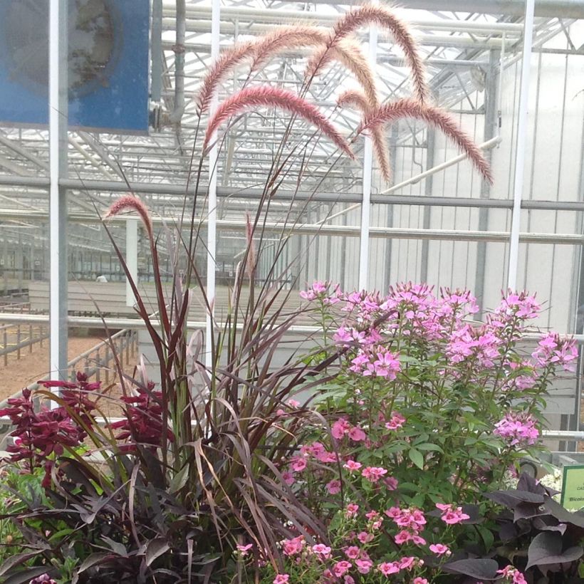 Federborstengras Firework - Pennisetum setaceum (Plant habit)