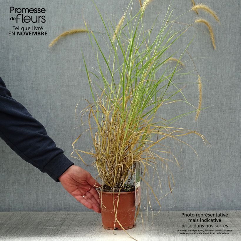 Example of Federborstengras Skyrocket - Pennisetum advena Topf mit 1L/1,5L as you get in automne