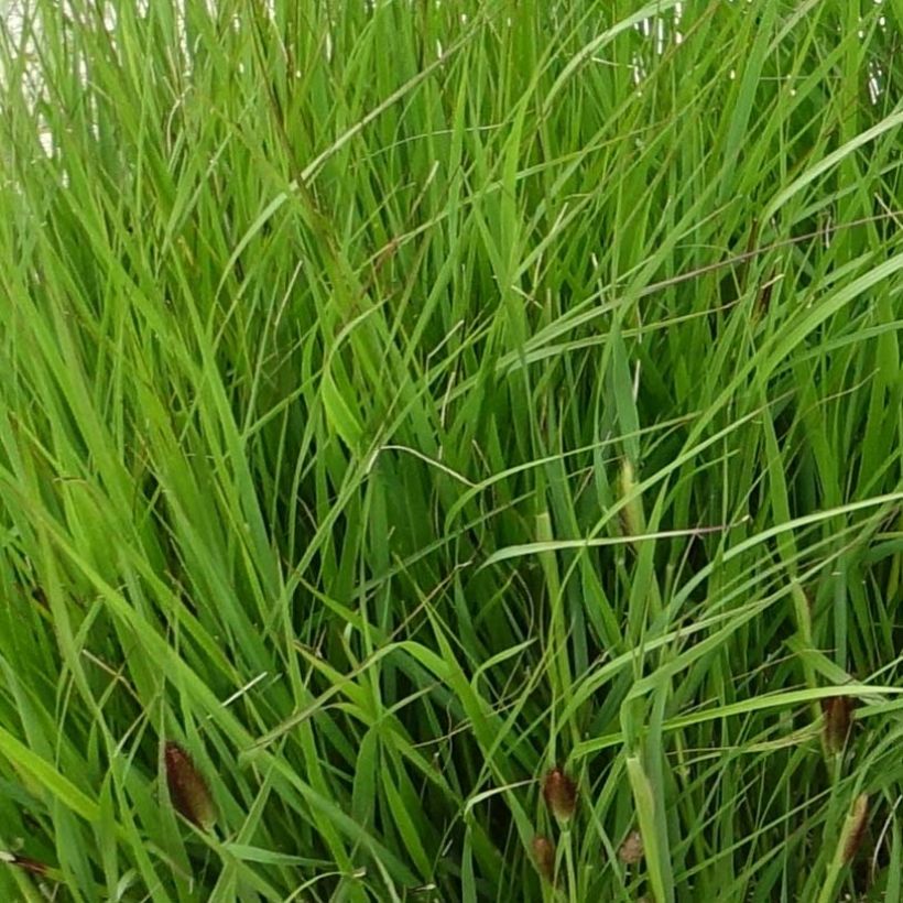 Thunbergs Lampenputzergras - Pennisetum thunbergii (Foliage)