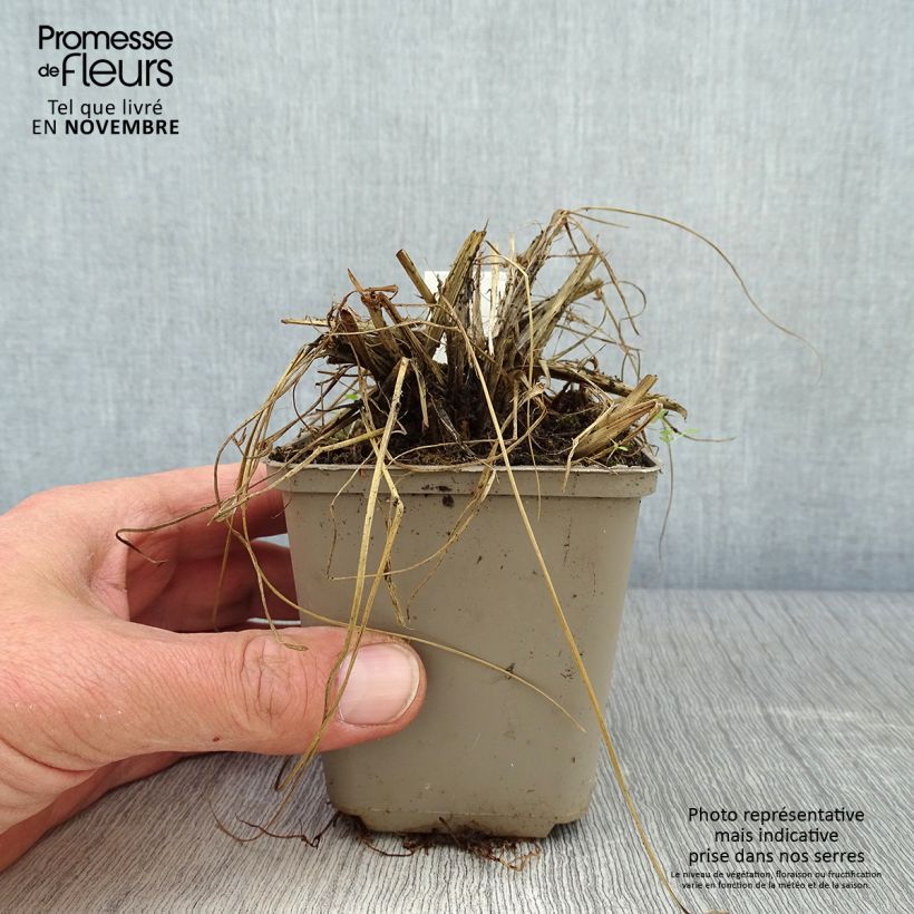 Example of Thunbergs Lampenputzergras - Pennisetum thunbergii Kleine Töpfe von 8/9 cm as you get in automne