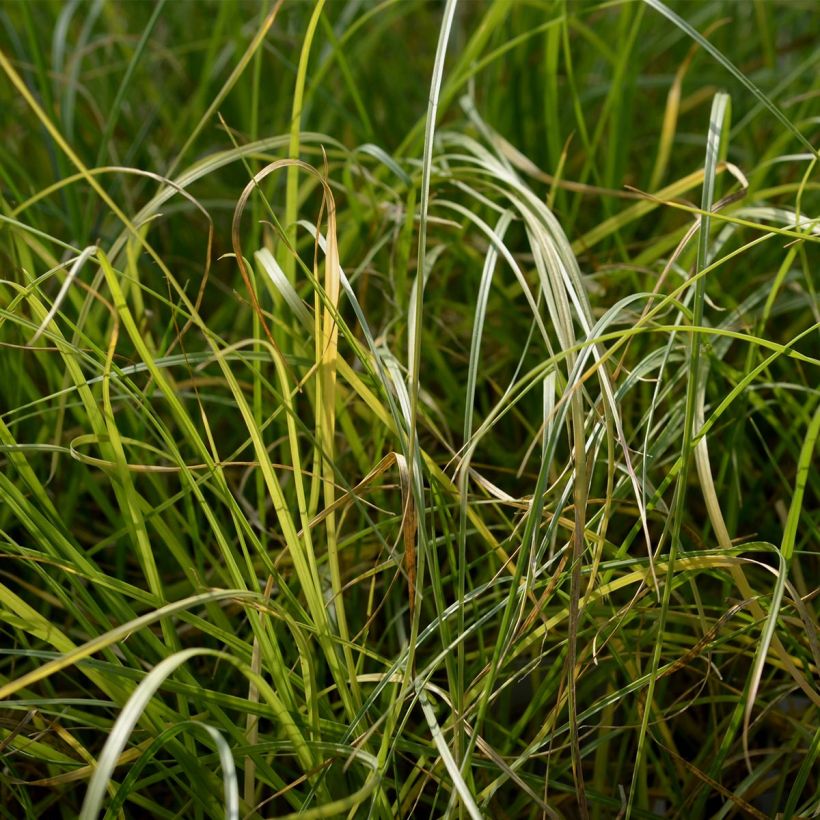 Federborstengras - Pennisetum villosum (Foliage)