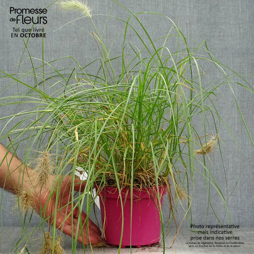 Example of Federborstengras - Pennisetum villosum Topf mit 2L/3L as you get in automne