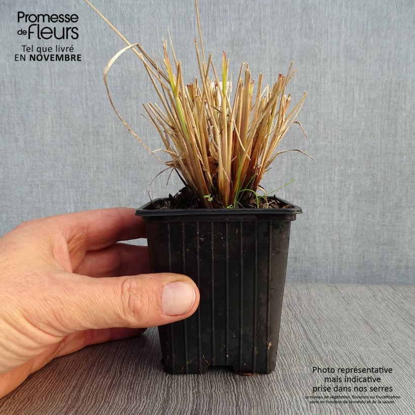 Example of Pennisetum Windy Simonette - Federborstengras Kleine Töpfe von 8/9 cm as you get in automne