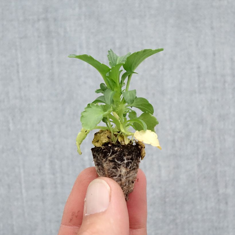 Example of Stiefmütterchen F1 Raviola Pure Lemon Mini-Plug: Plug 2,2 cm x 2 cm in Anzuchtplatte à 35 Stück as you get in automne