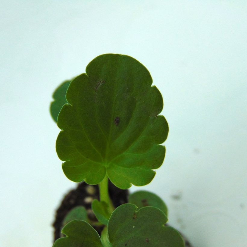Stiefmütterchen Inspire Silver Blue (Foliage)