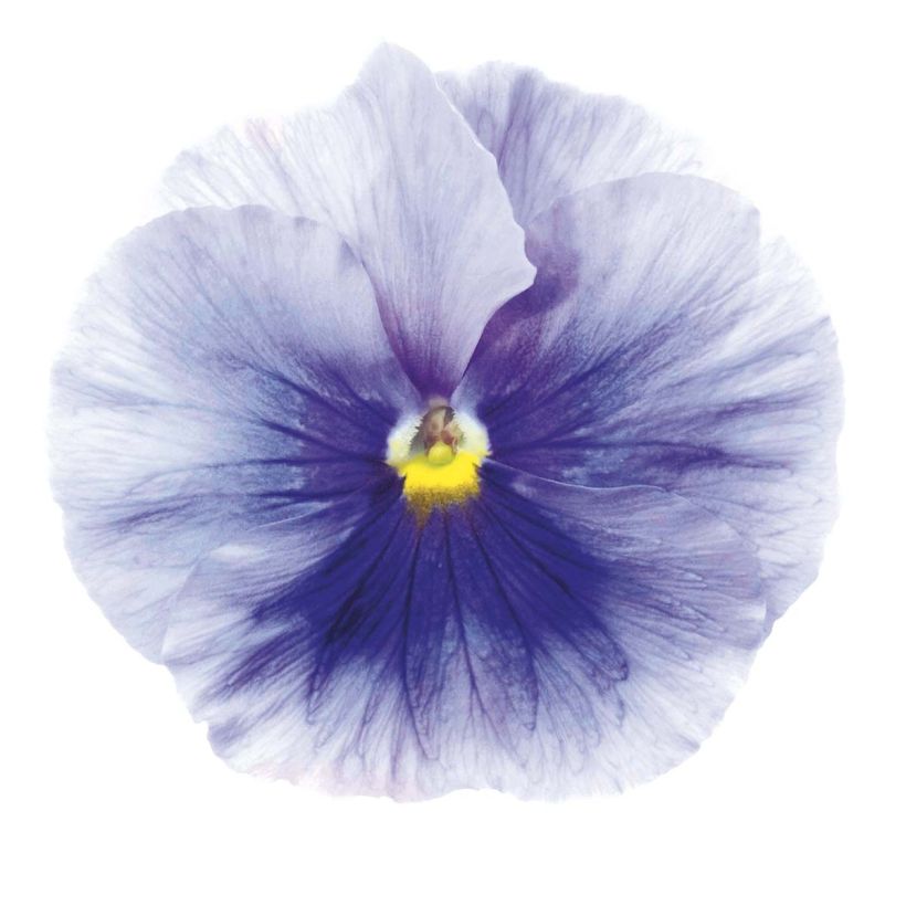 Stiefmütterchen Inspire Silver Blue (Flowering)