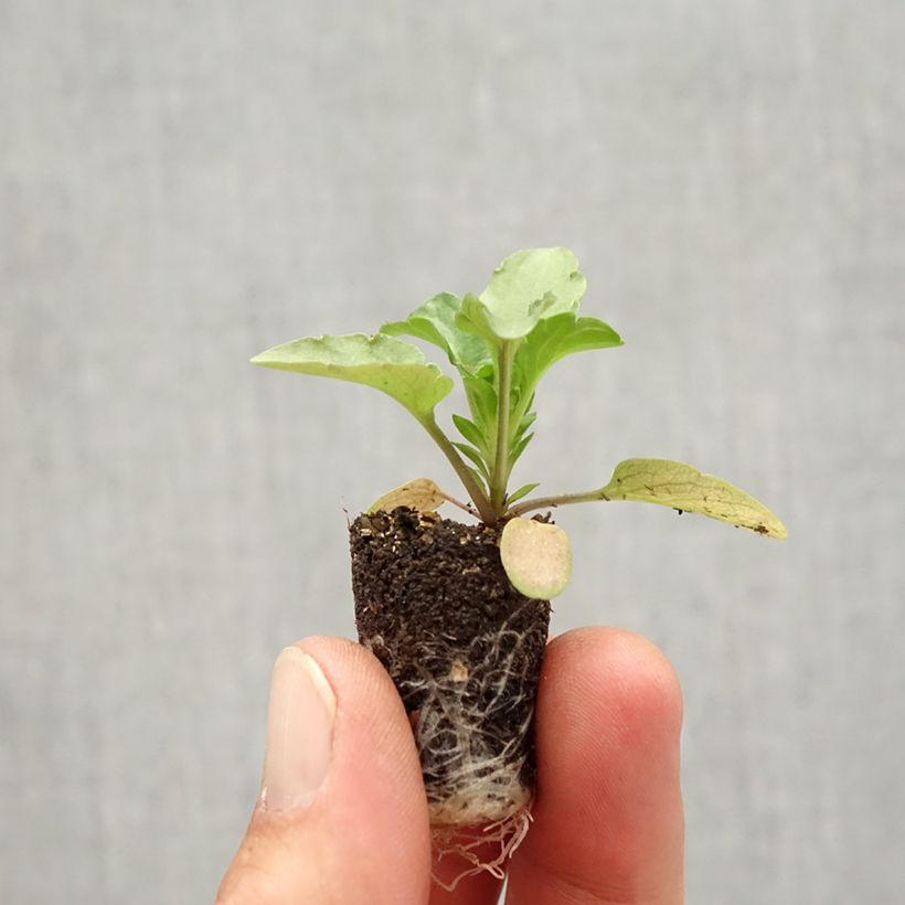 Example of Stiefmütterchen Matrix F1 Rose Blotch Mini-Plug Ø 1,5/2,5 cm as you get in automne