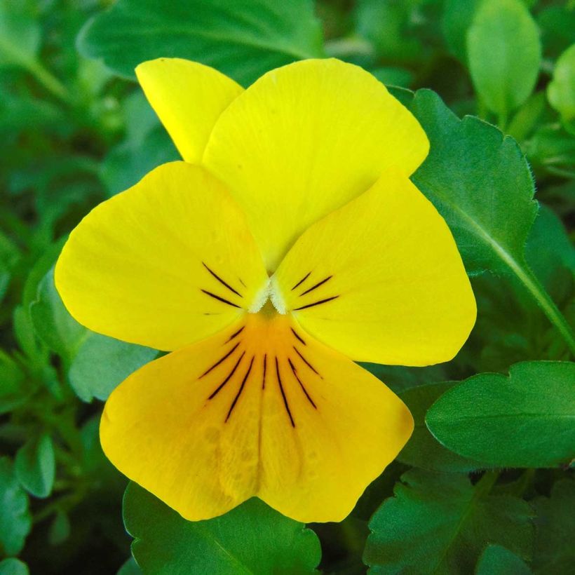 Stiefmütterchen Cool Wave Golden Yellow (Flowering)