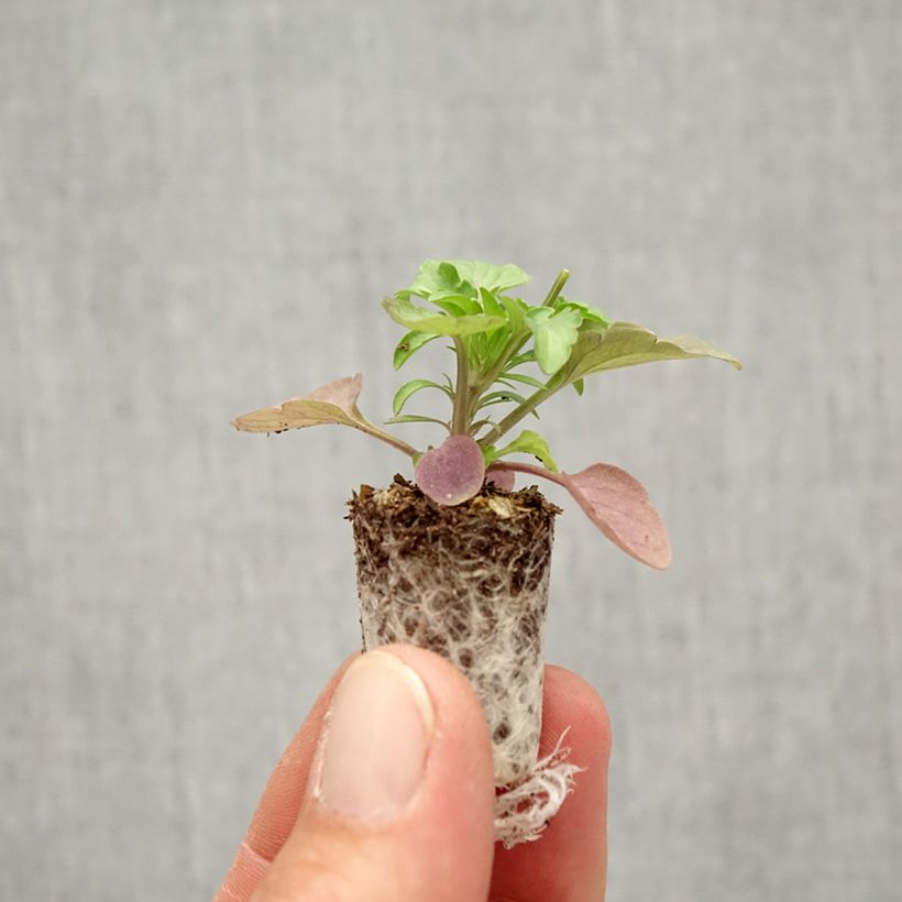 Example of Stiefmütterchen Cool Wave Frost Mini-Plug Ø 1,5/2,5 cm as you get in automne