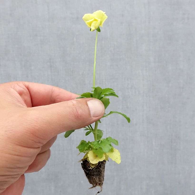Example of Stiefmütterchen Cool Wave Lemon Mini-Plug: Plug 2,2 cm x 2 cm in Anzuchtplatte à 35 Stück as you get in automne