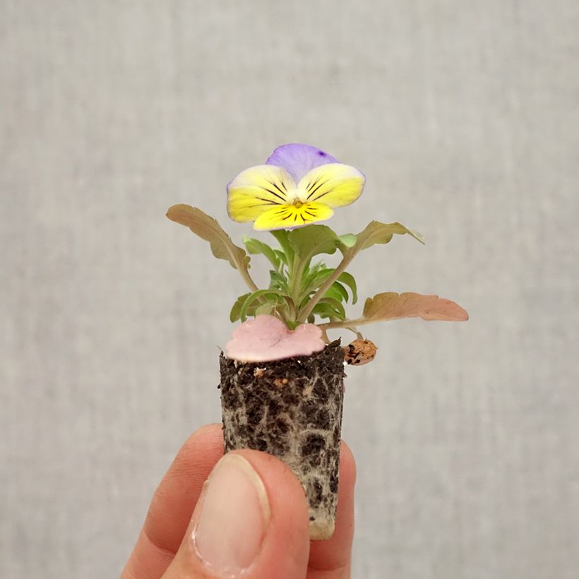 Example of Stiefmütterchen Cool Wave Morpho Mini-Plug Ø 1,5/2,5 cm as you get in automne