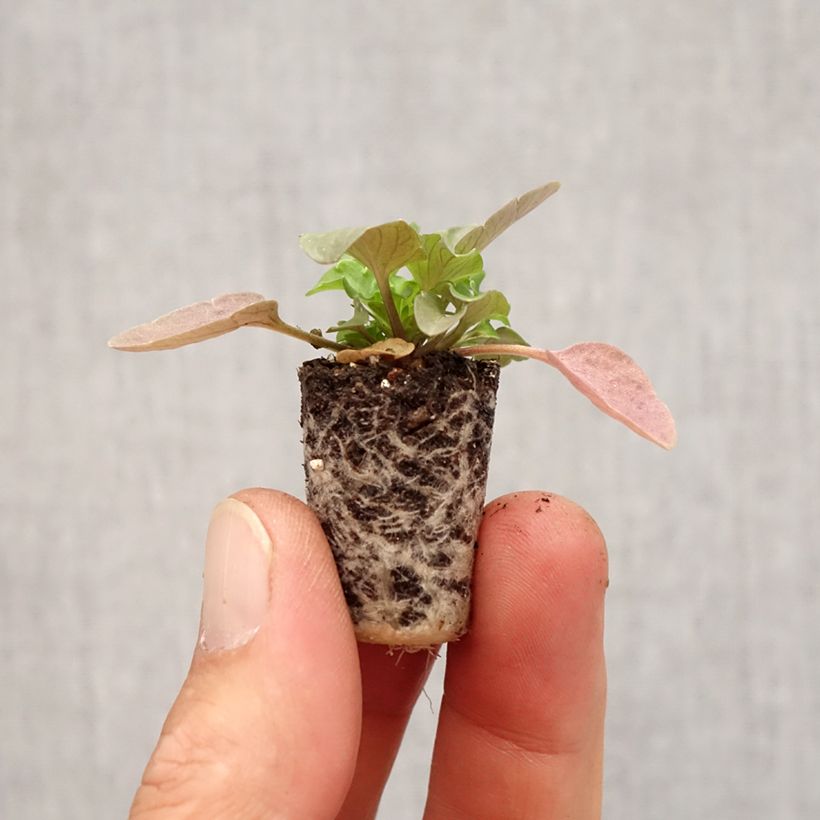 Example of Stiefmütterchen Cool Wave Pink Yellow Bicolore Mini-Plug Ø 3/4 cm as you get in automne