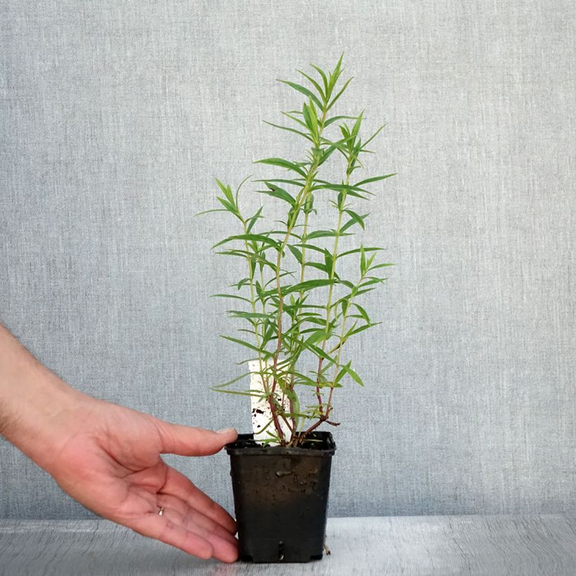 Example of Penstemon Apple Blossom - Bartfaden Kleine Töpfe von 8/9 cm as you get in automne