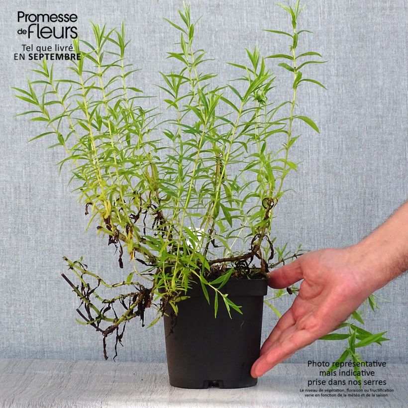 Example of Penstemon Apple Blossom - Bartfaden Topf mit 2L/3L as you get in ete