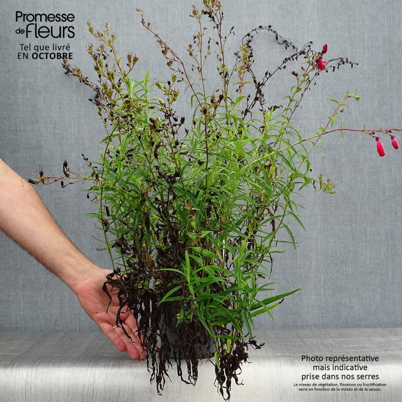 Example of Penstemon barbatus Coccineus - Bartfaden Topf mit 2L/3L as you get in automne