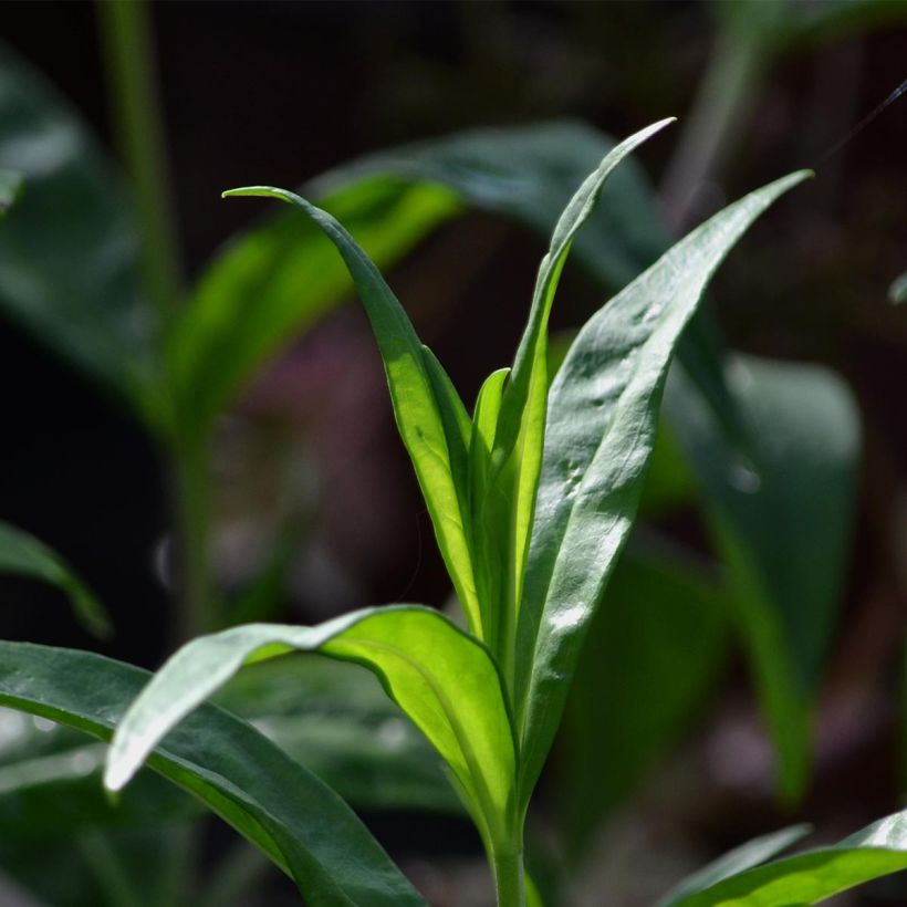Penstemon Blackbird - Bartfaden (Foliage)