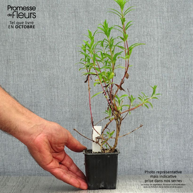 Example of Penstemon Hewell Pink Bedder - Bartfaden Kleine Töpfe von 8/9 cm as you get in automne