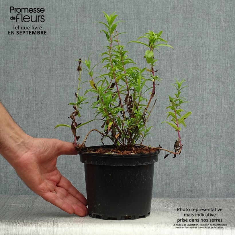 Example of Penstemon Hewell Pink Bedder - Bartfaden Topf mit 2L/3L as you get in automne