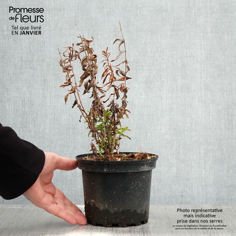 Exemplar von Penstemon Hewell Pink Bedder - Bartfaden Topf mit 2L/3L wie im Winter geliefert