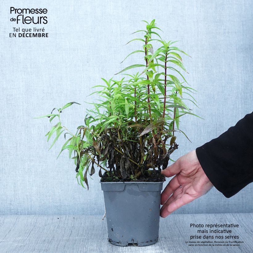 Example of Penstemon Blackbird - Bartfaden Topf mit 2L/3L as you get in automne