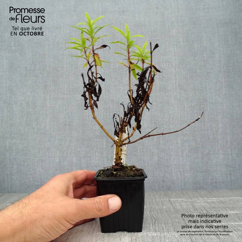 Example of Penstemon Blackbird - Bartfaden Kleine Töpfe von 7/8 cm as you get in automne